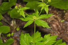 Clustered Blacksnakeroot, Sanicula odorata