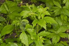 Clustered Blacksnakeroot, Sanicula odorata
