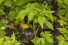 Clustered Blacksnakeroot, Sanicula odorata