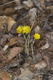 Coltsfoot, Tussilago farfara