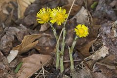 Coltsfoot