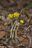 Coltsfoot, Tussilago farfara