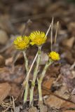Coltsfoot, Tussilago farfara