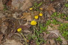 Coltsfoot, Tussilago farfara