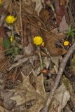 Coltsfoot, Tussilago farfara