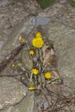 Coltsfoot, Tussilago farfara