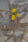 Coltsfoot, Tussilago farfara