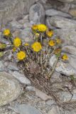 Coltsfoot, Tussilago farfara