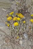 Coltsfoot, Tussilago farfara