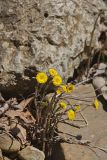 Coltsfoot, Tussilago farfara
