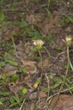 Coltsfoot, Tussilago farfara