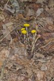 Coltsfoot, Tussilago farfara
