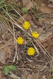 Coltsfoot, Tussilago farfara