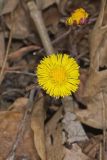Coltsfoot, Tussilago farfara