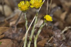 Coltsfoot, Tussilago farfara