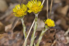 Coltsfoot, Tussilago farfara