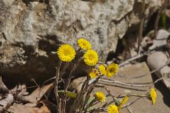 Coltsfoot, Tussilago farfara