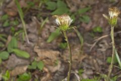 Coltsfoot, Tussilago farfara