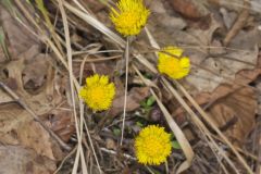 Coltsfoot, Tussilago farfara