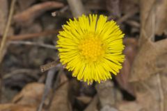 Coltsfoot, Tussilago farfara
