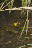 Common Bladderwort, Utricularia vulgaris