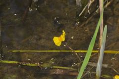 Common Bladderwort