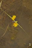 Common Bladderwort, Utricularia vulgaris