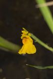 Common Bladderwort, Utricularia vulgaris
