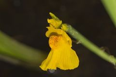 Lentibulariaceae, Bladderwort Family