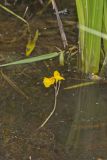 Common Bladderwort, Utricularia vulgaris