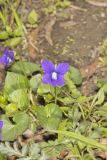 Common Blue Violet,  Viola communis