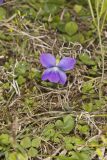 Common Blue Violet,  Viola communis