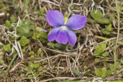Common Blue Violet
