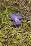 Common Blue Violet,  Viola communis