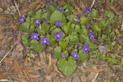 Common Blue Violet,  Viola communis