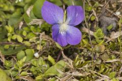 Common Blue Violet,  Viola communis