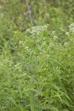 Common Boneset, Eupatorium perfoliatum