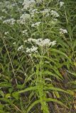 Common Boneset, Eupatorium perfoliatum