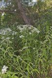 Common Boneset, Eupatorium perfoliatum