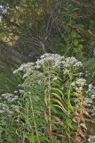Common Boneset, Eupatorium perfoliatum
