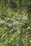 Common Boneset, Eupatorium perfoliatum