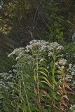 Common Boneset, Eupatorium perfoliatum