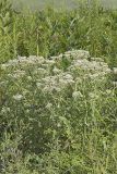 Common Boneset, Eupatorium perfoliatum