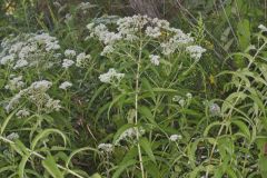 Common Boneset, Eupatorium perfoliatum
