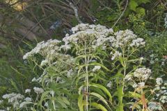 Common Boneset, Eupatorium perfoliatum Common Boneset, Eupatorium perfoliatum