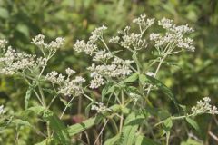 Common Boneset, Eupatorium perfoliatum