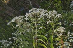 Common Boneset, Eupatorium perfoliatum