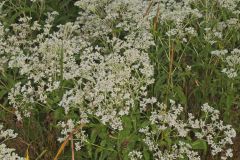 Common Boneset, Eupatorium perfoliatum