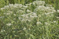 Common Boneset, Eupatorium perfoliatum