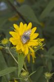 Common Checkered-skipper, Pyrgus communis